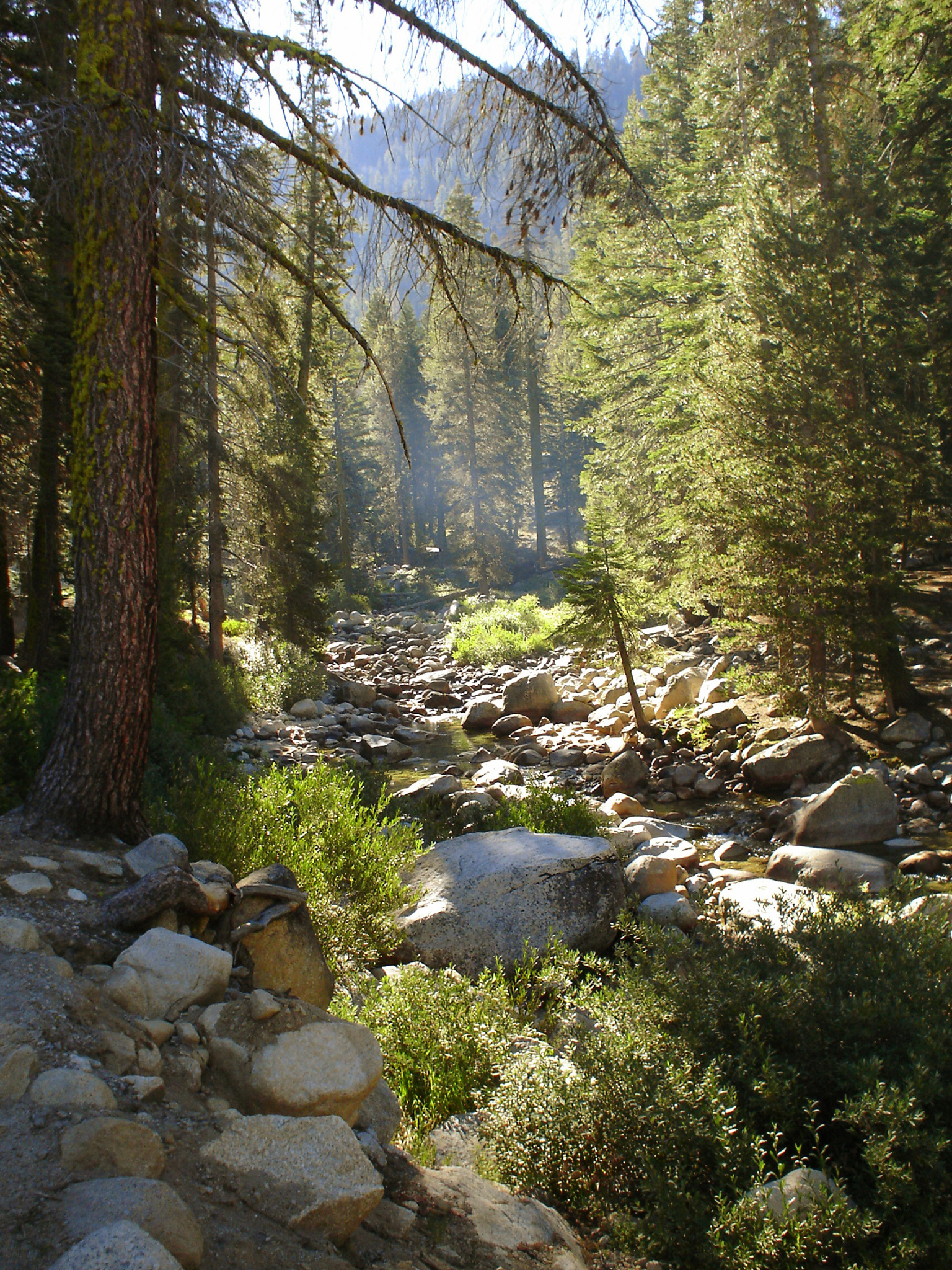 Forest Stream